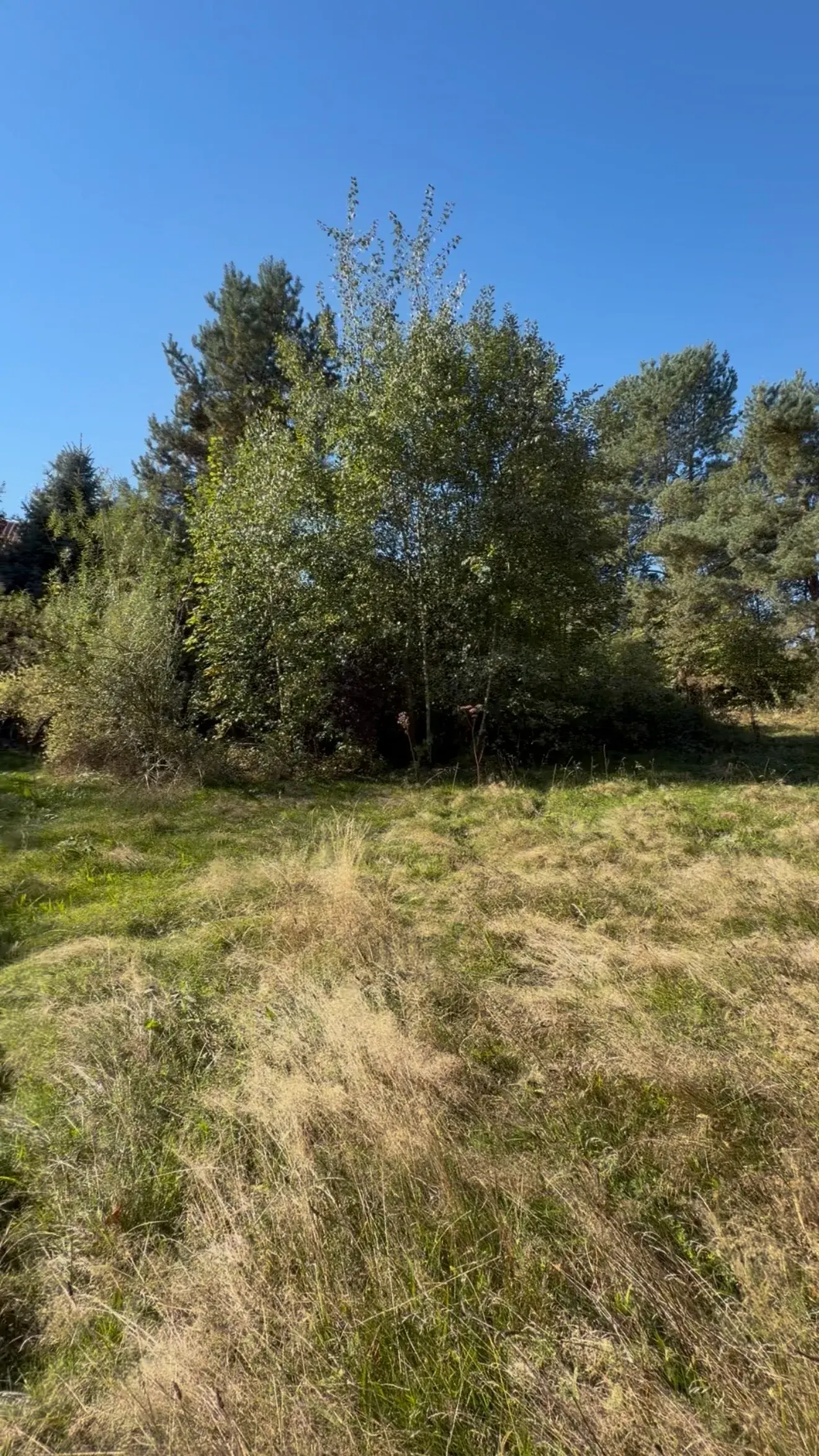 Działka, 2000 m², Raciborsko – zdjęcie 10 - Działka, 2000 m², Raciborsko (10 z 11)