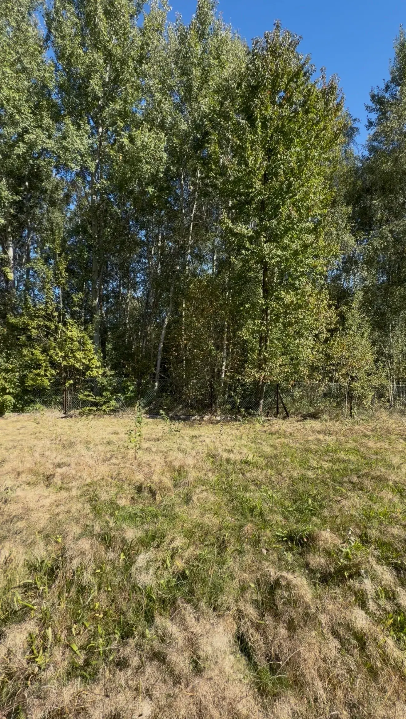 Działka, 2000 m², Raciborsko – zdjęcie 8 - Działka, 2000 m², Raciborsko (8 z 11)