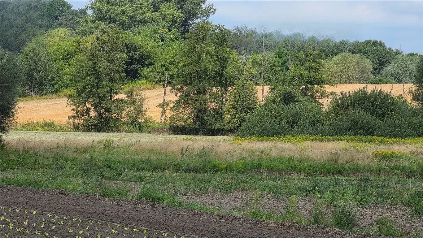 Działki rolne w świetnej cenie w Kościelnikach – zdjęcie 1 - Działki rolne w świetnej cenie w Kościelnikach (zdjęcie 1 z 3)